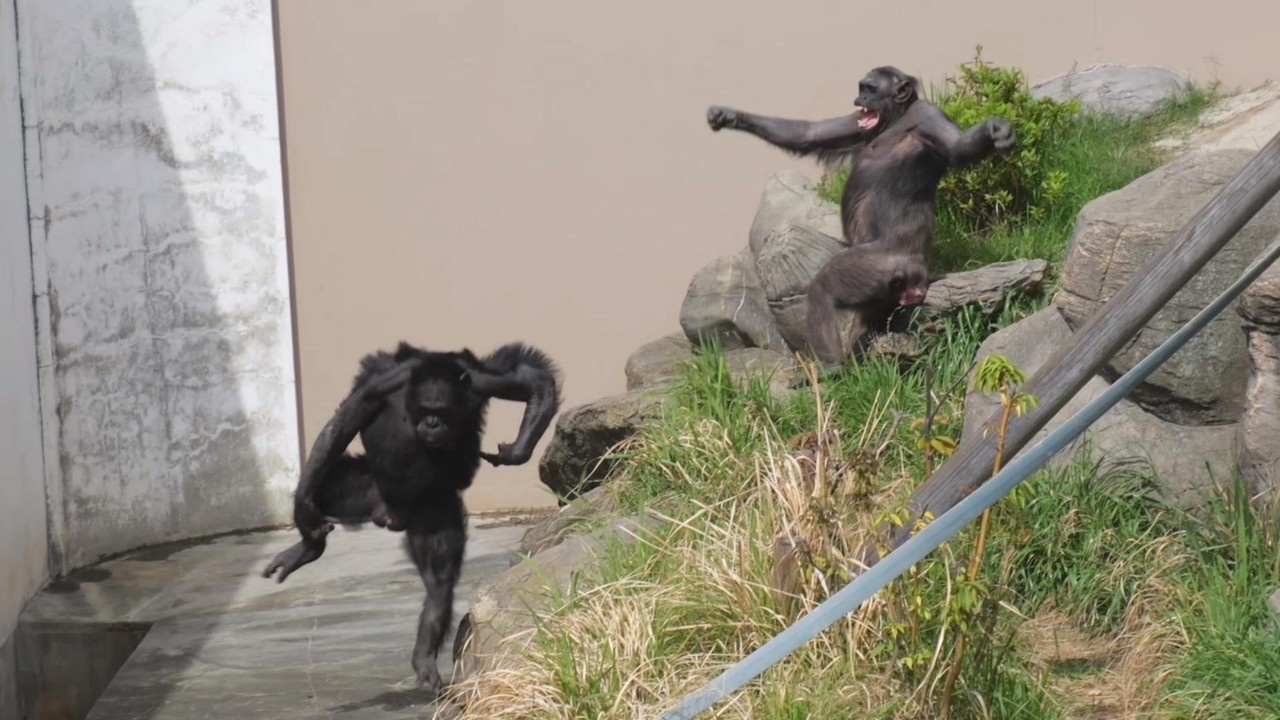 ヤマネとチンパンジー 好奇心旺盛な“チンパンジー／Chimpanzee”［4K］ZOO Feel the Life