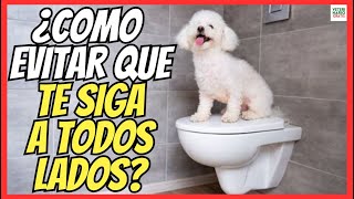 🐶 ¿CÓMO EVITAR QUE MI PERRO ME SIGA A TODOS LADOS? 🐶