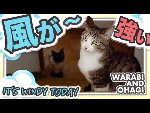 猫と風が強い日