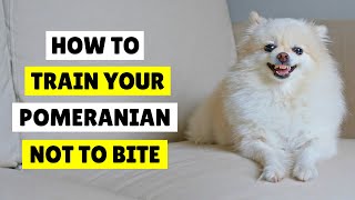 How To Train Your Pomeranian Dog NOT TO Bite ✅