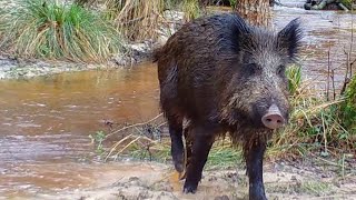 PIÈGE PHOTO ANIMAUX : SANGLIERS ET LOUTRES