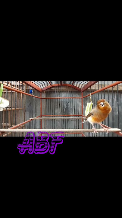 BURUNG KENARI SUARA TING TING ISIAN