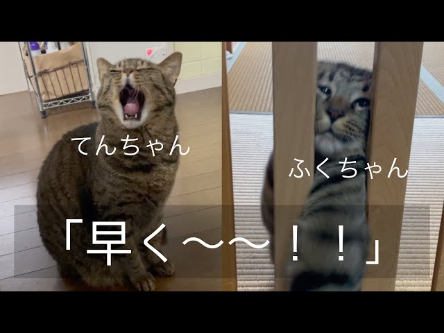 フンパヨン　アチャン・ネンエー　保有者をあらゆる悪意や危険から完璧に遮断します Since the baby arrived, Ten-chan has been acting strange