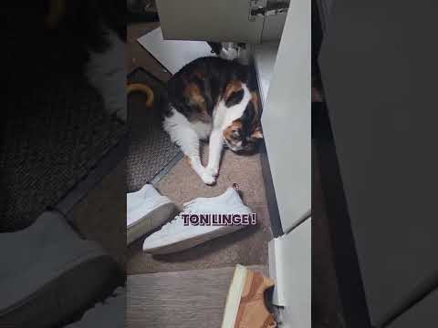 Duchesse a trié le linge avec la précision d’un chat en pleine crise existentielle