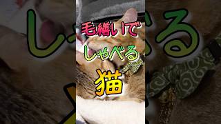 猫がしゃべってるよね。#shorts #猫の気持ち #猫の日常