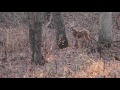 Solo Bow Hunt for a mature warrior buck - Bowhunting Illinois