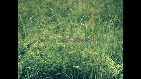 Contemporary Koto and Strings - Vibe for Soul Remedies