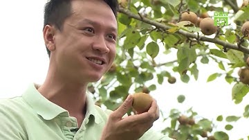Cây lê vàng giúp người dân Hồng Thái đổi đời | VTC16