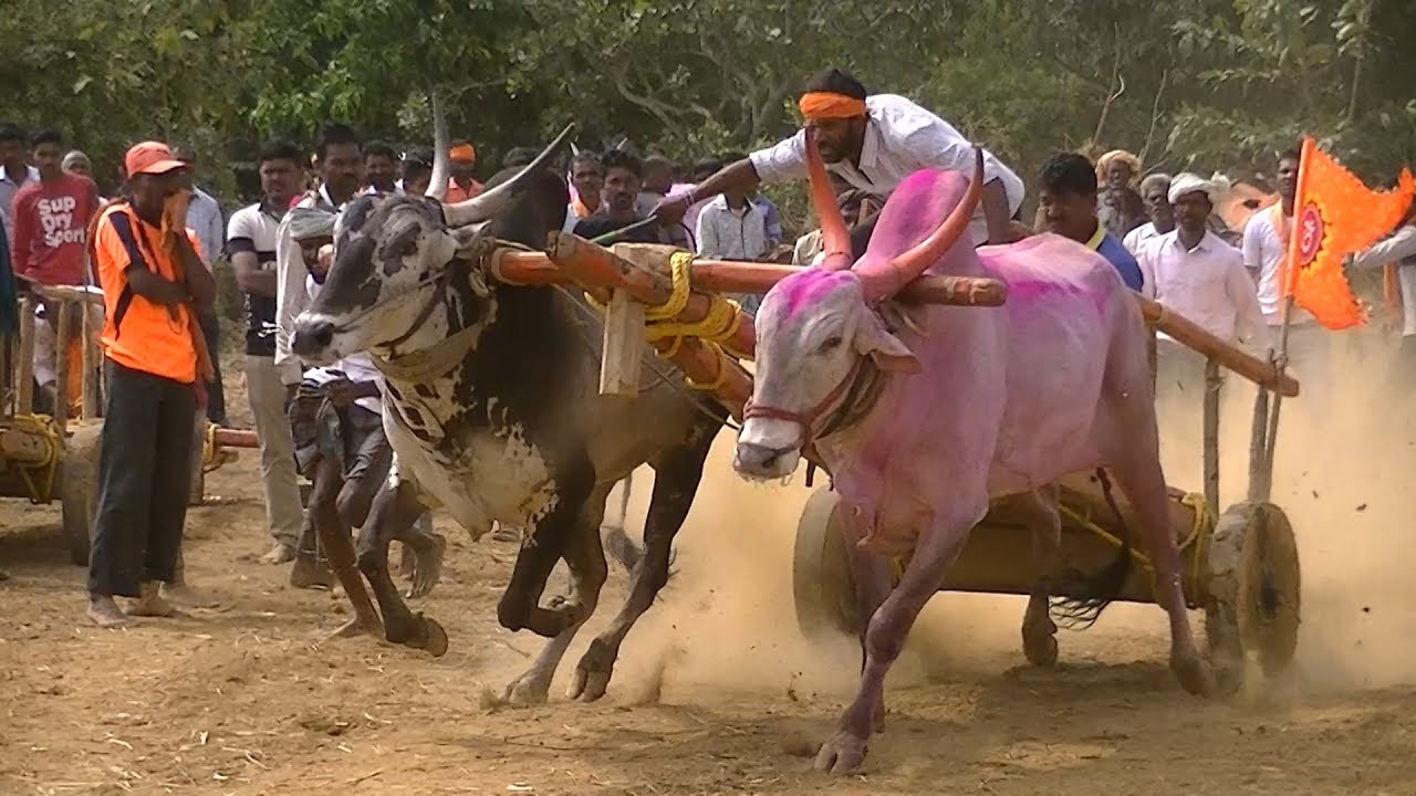 Harogoppa bulls | 1734 feet in a minute