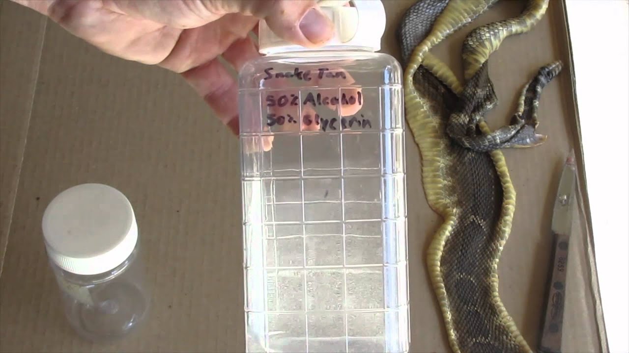 HOW TO TAN A SNAKE SKIN FOR MOUNTING!! - YouTube