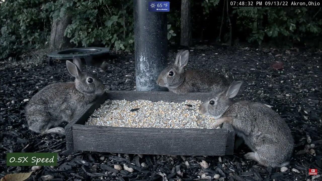 Sneezing Rabbit Scares Rabbit & Birds at BWHQ YouTube