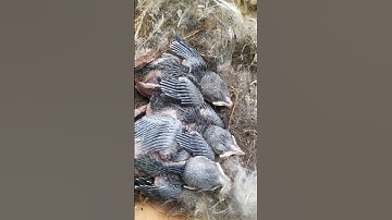 Anakan burung rambatan paruh merah