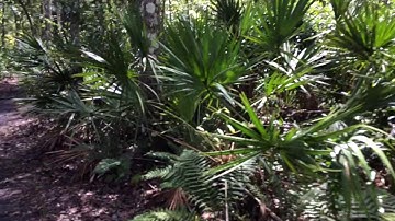 Historical Indian Mound - Spring Hammock Preserve ***HIKING WITH HENDRiX*** (EP.5)