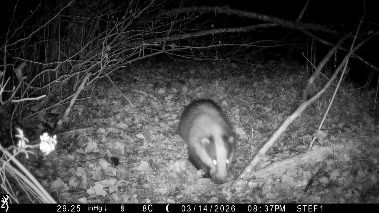 TASSO - 14/03/2026 - 20:37