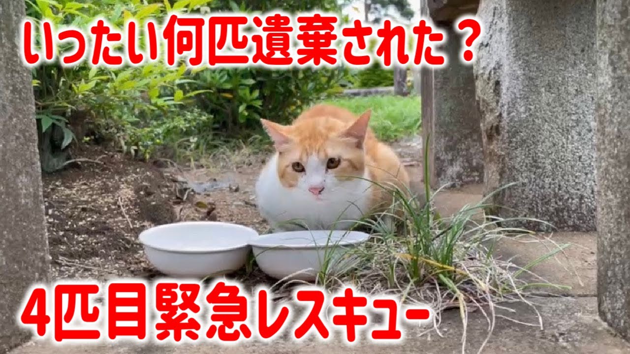 龍脈の精髄 ヘマタイト煙水晶 大地と響く浄化と守護 売上一部保護猫活動に使用 maxresdefault.jpg