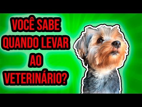 Vídeo: Sinais De Que Você Precisa Procurar Outro Veterinário