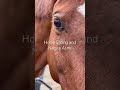 Horse eating and Nature Sound Horse Asmr #asmr
