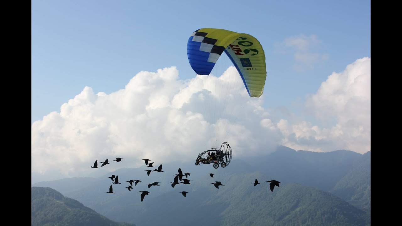 Ibis eremita, è partita verso Orbetello la III Migrazione Guidata dall'Uomo