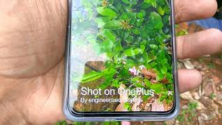 OnePlus Nord Watermark in Camera Photos (how to add/remove/custom shot on OnePlus watermark ) screenshot 2