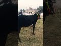 fateh jangi bull 2026 qurbani 2026 #shorts #shortvideo #youtubeshorts #fatehjangibulls #domail #cow