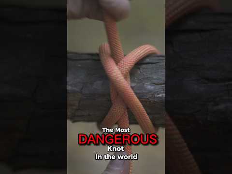 Video: Kunnen slangen zichzelf in een knoop leggen?