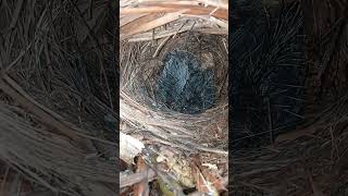 Download Lagu Anakan manuk paok pancawarna.. MP3