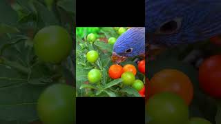 Bibi Plays With Baby Parrots