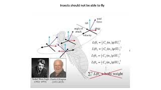 BIOL3665 - Insect Flight