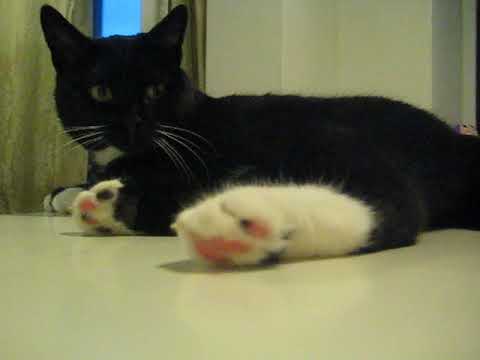 catch แปลว่า Ansku's cute toes