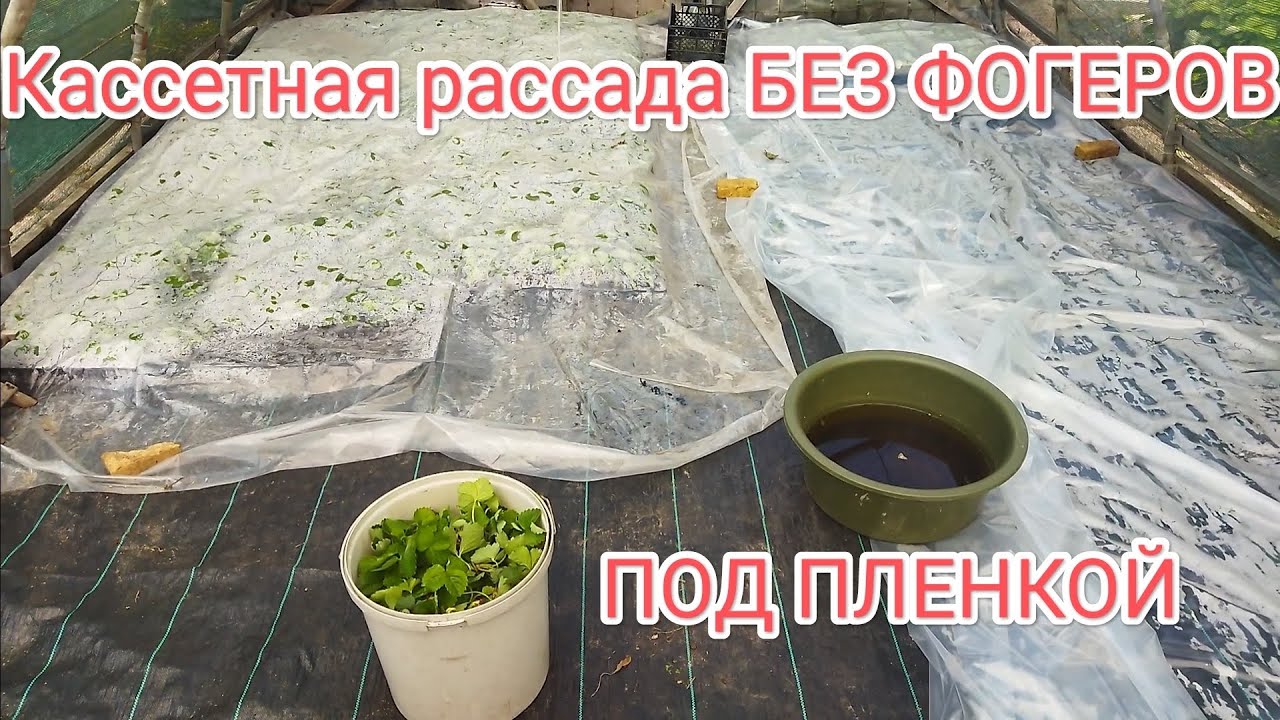 Как сделать рассаду клубники.Приживаемость 99% под пленкой без фогеров