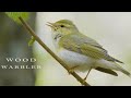 Wood warbler. Birds singing and chirping in spring forest.