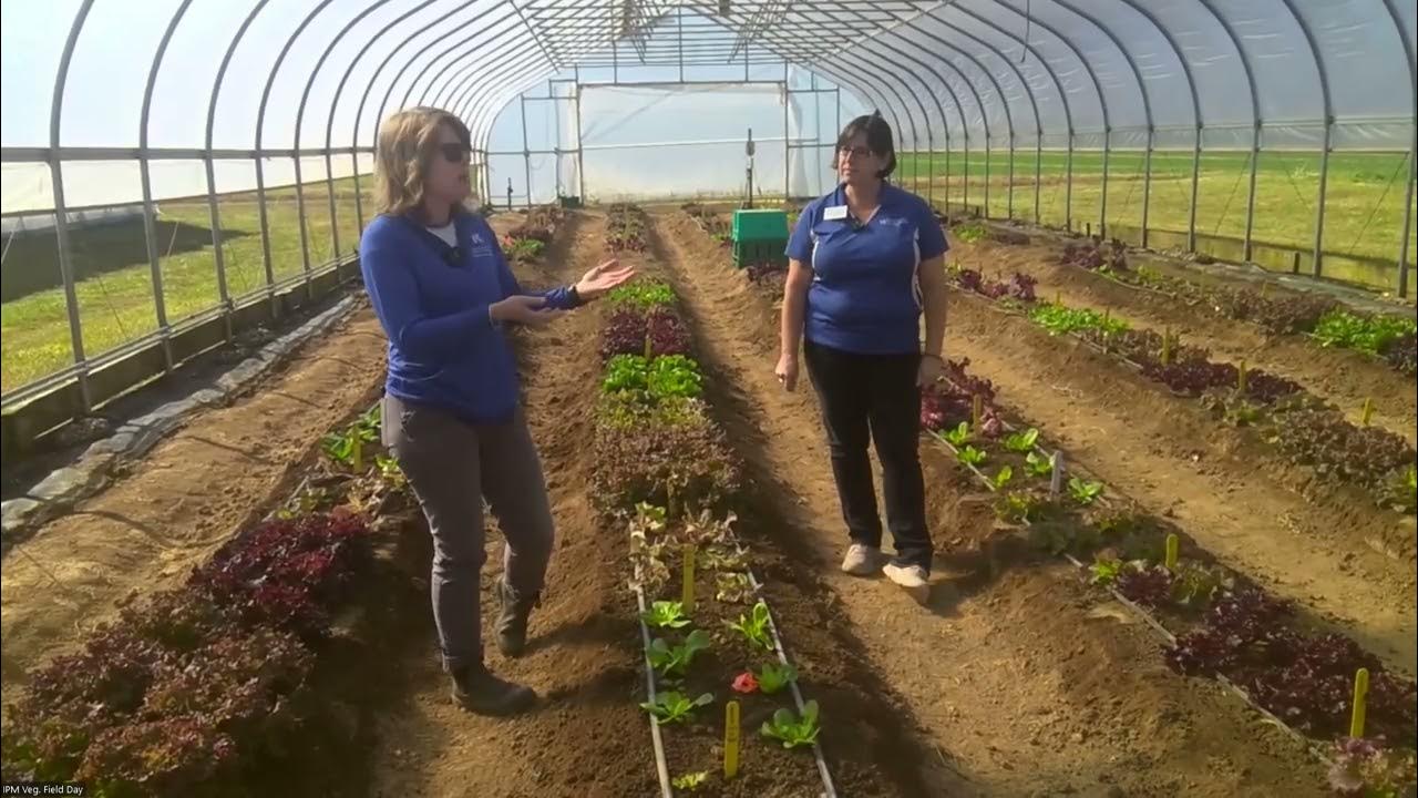 Lettuce Drop Disease in High Tunnel Lettuce Production YouTube