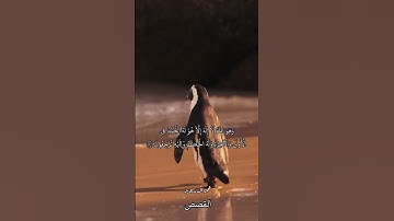 القارئ🍂(عمر الدريويز )🎧 | تلاوه  مليئه بالهدوء والراحه 🥺حالات واتس اب دينيه قصيره 👇🏼