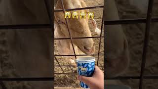 GOAT STEELS FEED FROM ME AT PUMIKIN PATCH!!! 🤣🤣🐐🐐🎃🎃 #funny #goat #fail #shorts