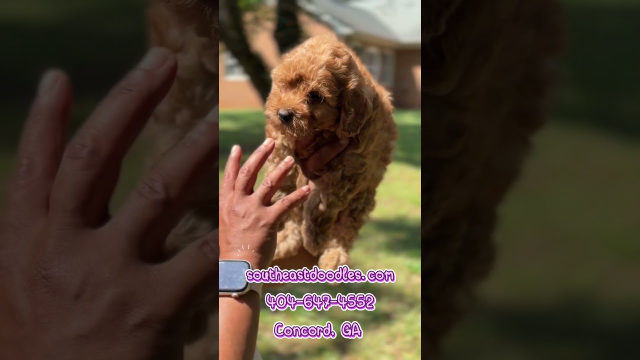 Meet Rowdy Video