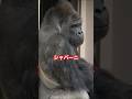 Shabani【東山動物園ゴリラ】 #gorilla #シャバーニ