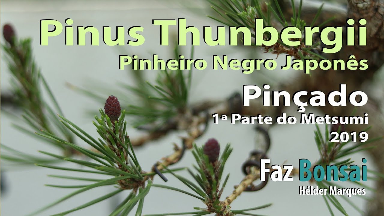 Pinus Thunbergii 