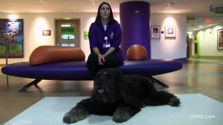 Meet Rufus! Children's Hospital Therapy Dog | UPMC