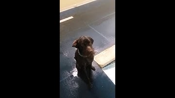 Rigby the pudelpointer starts to swim