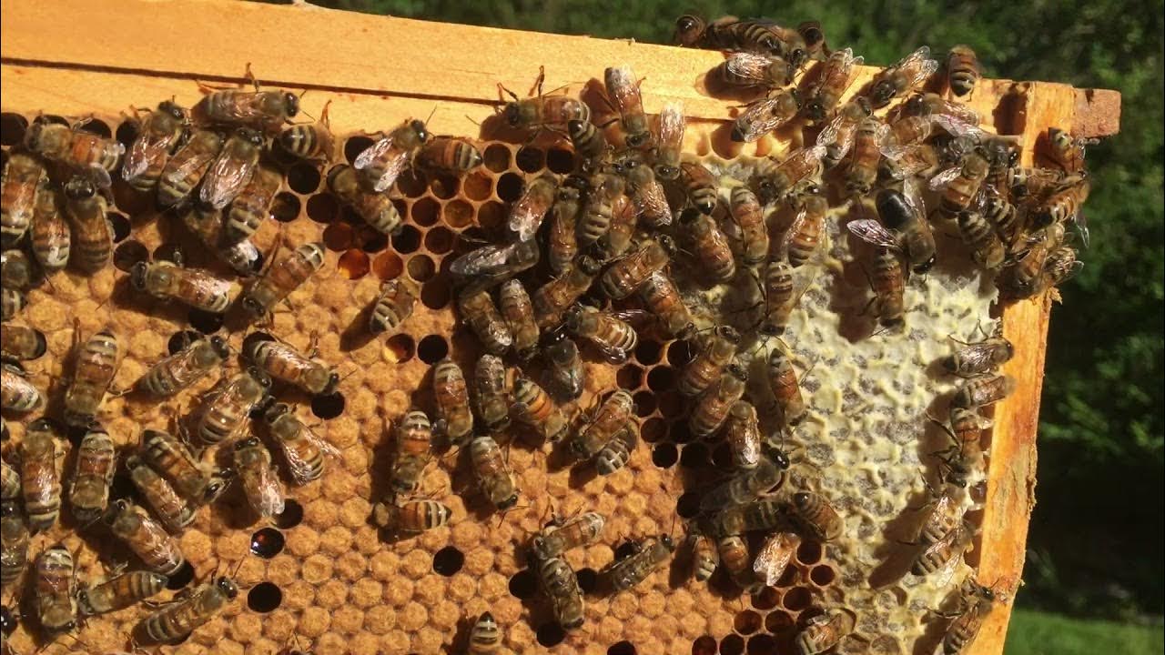 PERFECT BROOD FRAME YouTube