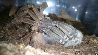 Ecdisis de tarántula goliath