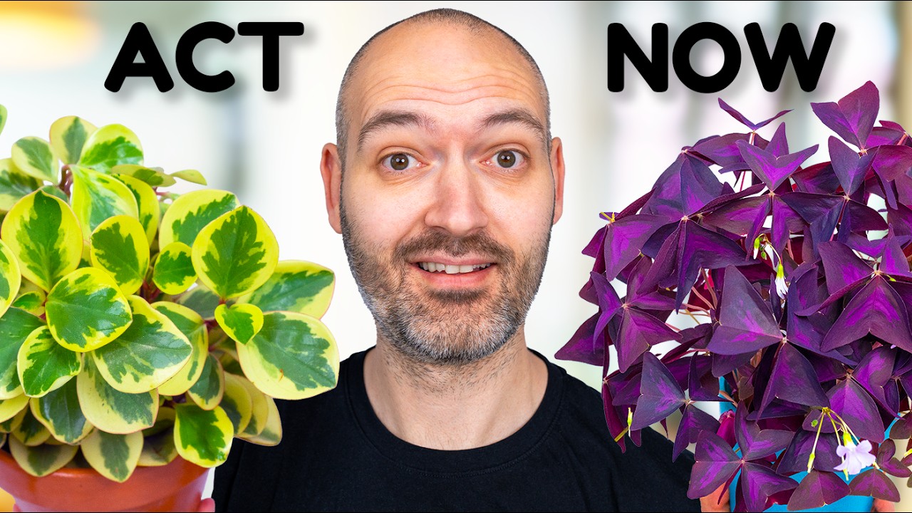 I Do THIS Every Week And My Plants THRIVE - YouTube
