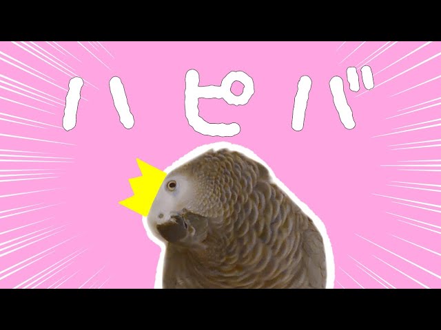 待ちに待ったお誕生日がやって来た！【お喋り鳥・ずぅちゃん】 - YouTube