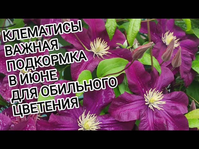 Ошибки при весеннем уходе за садовыми растениями