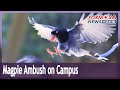 Magpie ambush on campus: CCU weathers spate of Taiwan blue magpie attacks