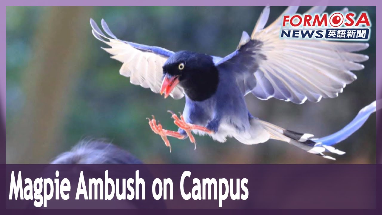 Magpie ambush on campus: CCU weathers spate of Taiwan blue magpie