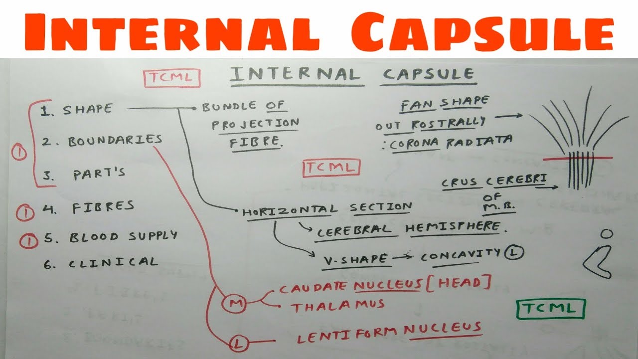 Internal Capsule 1, Shape, Boundaries, and Parts TCML YouTube