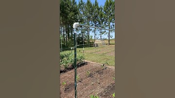 My Favorite Easy, Strong Cucumber Trellis!