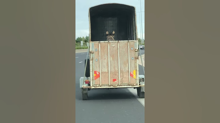 Γάϊδαρος μεν,...ντροπαλός δε!