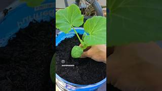 Como germinar reciclar y plantar ♻️  semillas
